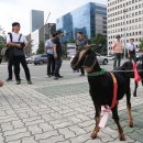 산지흑염소 이미지