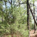 한북정맥 축석령~천보산맥~오리골~나리공원~덕고개~농협하나로마트~큰데미산~샘내고개 종주 이미지