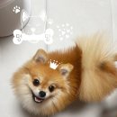 잇츠얌 | 내돈내산)강아지 수제 입체 케이크 잇츠얌:)솔직후기