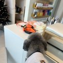 모요붙임머리 네이버블로그