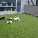 쉬다가개 애견호텔유치원 이미지