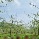 초록사과어린이집 이미지