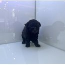 도그마루 강아지고양이 무료분양 이미지