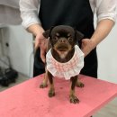 코코 반려견미용실 이미지