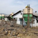 장수양돈 이미지