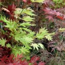 Acer Palmatum 이미지