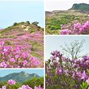합천 황매산 철쭉축제 실시간 철쭉 군락지 개화 현황 주차