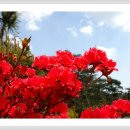 담양 반딧불 이미지