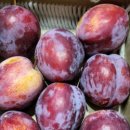 조향농원 이미지