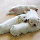 동행 애견 돌봄 센터 부산점 강아지 고양이 무료분양 | 송파강아지분양 미니포메 분양 후기와 팁