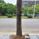 일산로 이미지