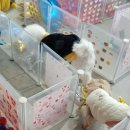 아리엘언니 이미지