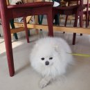 하울팟 한남점 | 한남동 애견카페 하울팟 내돈내산 후기