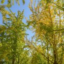 은행나무 이미지