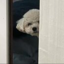 콩자반 애견유치원 이미지