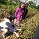 점심 - 현미밥.바지락순두부국.돈육우엉볶음.근대나물.김치/간식 - 땅콩.치즈 이미지