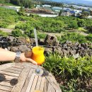 강정동-74 이미지