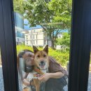 제주 애견 동반 펜션/귀덕귀덕펜션 후기(내돈내산)