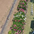 엔젤애견 이미지