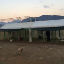 우정진도개 이미지