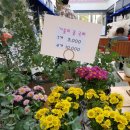 비인풀블룸 이미지
