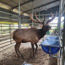 일구사슴농장 이미지