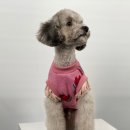 차케네 애견샵 이미지