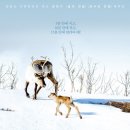 순천 애니멀 필름 페스타 이미지