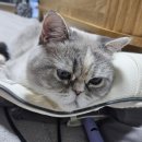 호호냥(Hohonyang) 이미지