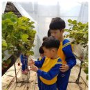 화령초교병설유치원 이미지