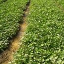 남궁농원 이미지