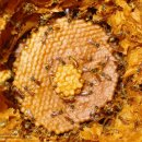 벌침없는 꿀벌 스팅레스(Stingless Bee)! 이미지