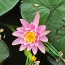 내님이 나라 이미지