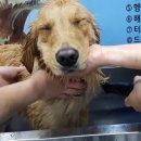 골든셀프워시 이미지