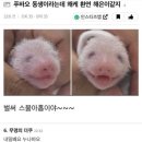 만찐두빵 이미지