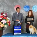 시저독 이미지