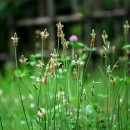 평화의 소리 이미지