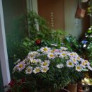 여름을 여는 화초들 - 6월의 안방 베란다 정원 이미지