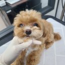 플러스 애견미용실 이미지