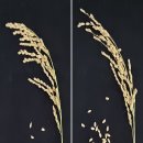 낙곡 | 밥맛·병저항성·낙곡 개선까지! 차세대 벼 품종 ‘수광1’ 내년 보급 시작