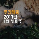 (주)펫찐