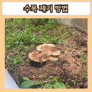 강인정비공장 | 인천 수목 제거 방법 공장 나무 벌목 작업 위험수 정리 관리업체 비용