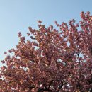 미사리밀빛초계국수 | 하남 미사리밀빛초계국수 본점 내돈내산 후기