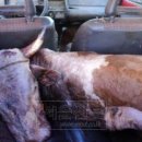 훔친소 - 용인시 처인구 백옥대로 532 | 훔친소
