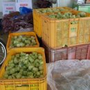 늘봄농장 이미지