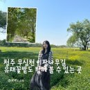 앞들동2로 이팝나무길 | 5월의 청주 가볼만한곳 무심천 유채꽃 이팝나무길 실시간 개화 현황