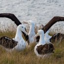 알바트로스 이미지