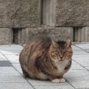 깜시네 이미지