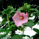 히비스커스 종류- Hibiscus--싱가포르 꽃 이미지