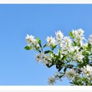 임실덕천리가침박달군락 | 가침박달